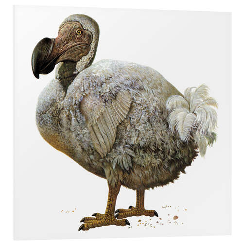 PVC print Raphus cucullatus, dodo bird