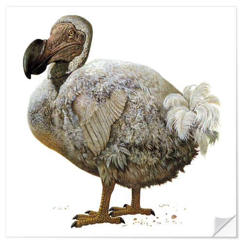 Selvklebende plakat Raphus cucullatus, dodo bird