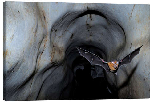 Obraz na płótnie Horseshoe bat leaving the cave