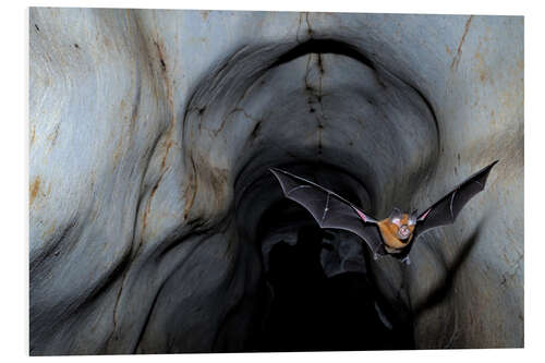 Tableau en PVC Chauve-souris en fer à cheval quittant la grotte