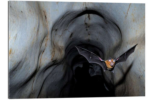 Galleritryck Horseshoe bat leaving the cave