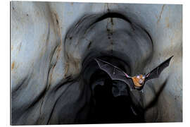 Gallery print Horseshoe bat leaving the cave