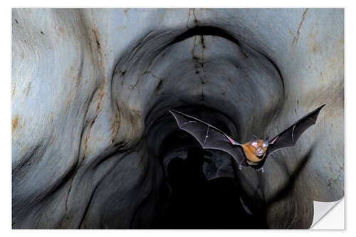 Wandsticker Hufeisenfledermaus beim Verlassen der Höhle