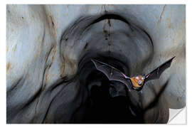 Wall sticker Horseshoe bat leaving the cave