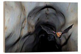 Holzbild Hufeisenfledermaus beim Verlassen der Höhle