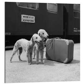 Aluminiumtavla Bedlington Terrier