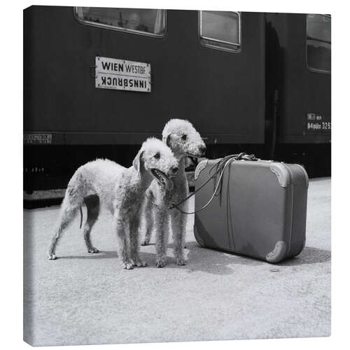 Canvas print Bedlington Terrier