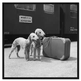 Gerahmter Kunstdruck Bedlington Terrier