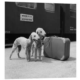 Tableau en PVC Bedlington Terrier