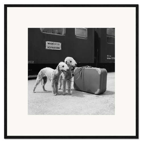 Gerahmter Kunstdruck Bedlington Terrier