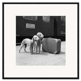 Innrammet kunsttrykk Bedlington Terrier