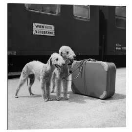 Tableau en plexi-alu Bedlington Terrier