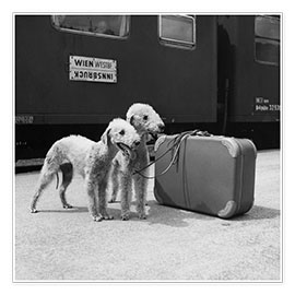 Wandbild  Bedlington Terrier - Andy Bernhaut