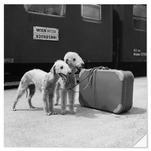 Naklejka na ścianę Bedlington Terrier