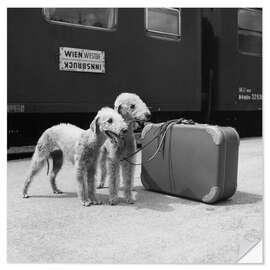 Sticker mural Bedlington Terrier