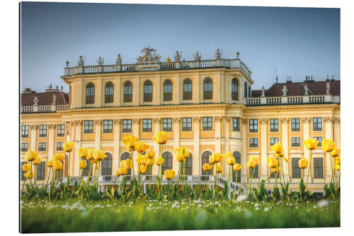 Gallery print Tulips in front of Schönbrunn Palace