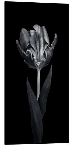 Acrylic print Rococo tulip