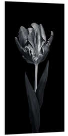 Foam board print Rococo tulip