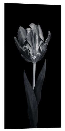 Gallery print Rococo tulip