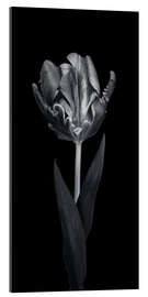 Gallery print Rococo tulip