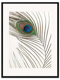Impresión de arte enmarcada Pluma de pavo real