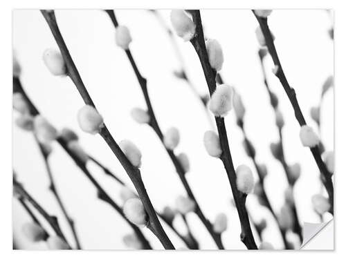 Wall sticker Pussy willow