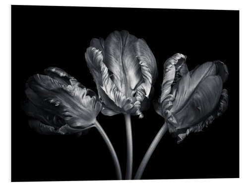 PVC print Three tulips