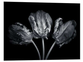 Foam board print Three rococo tulips