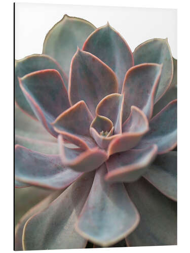 Alubild Echeveria