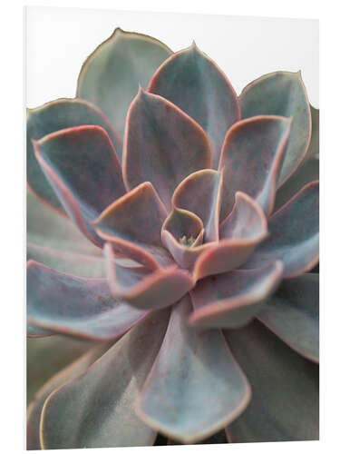 PVC-tavla Echeveria