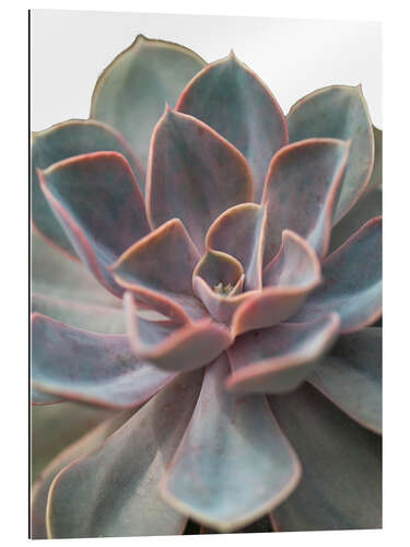 Cuadro de plexi-alu Echeveria