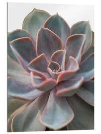 Galleriprint Echeveria