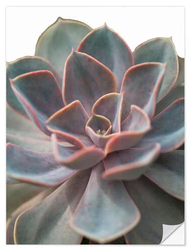 Naklejka na ścianę Echeveria