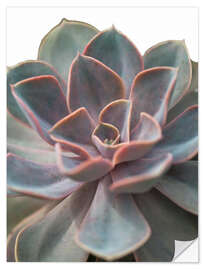 Wandsticker Echeveria