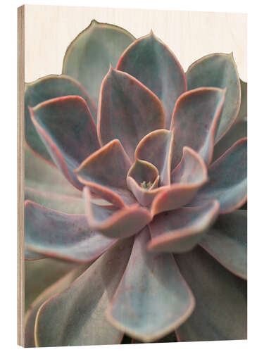 Wood print Echeveria