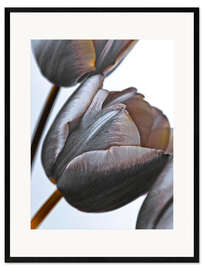 Ingelijste kunstdruk Modern Tulips