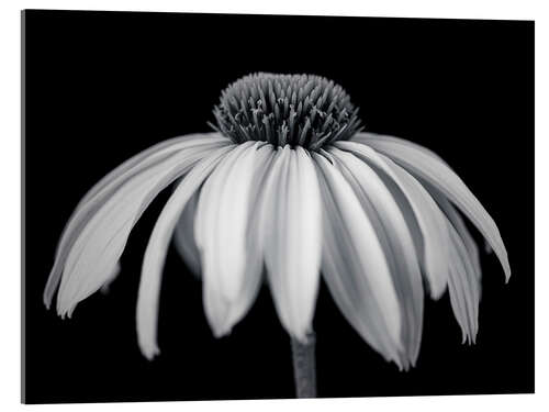 Stampa su vetro acrilico White coneflower