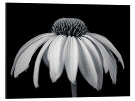 Cuadro de aluminio White coneflower