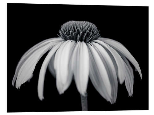 Quadro em PVC White coneflower