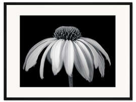 Gerahmter Kunstdruck Weißer Sonnenhut