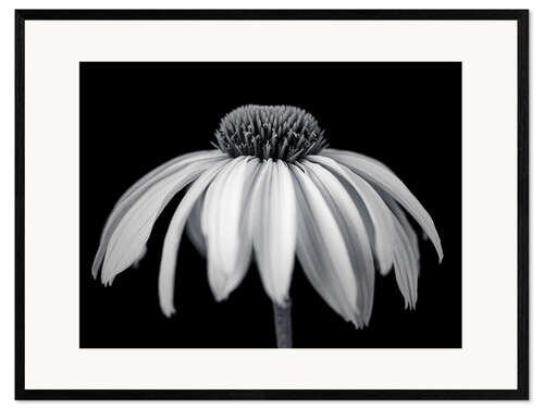 Stampa artistica con cornice White coneflower