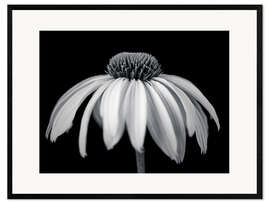 Stampa artistica con cornice White coneflower