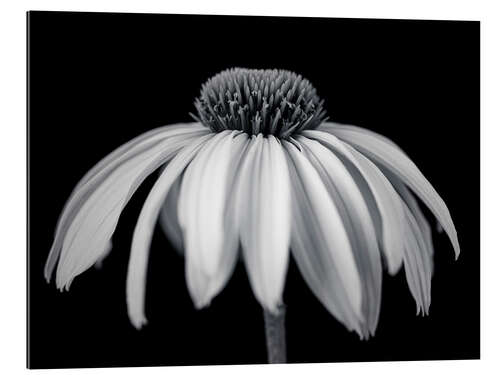 Galleriprint White coneflower