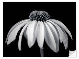 Vinilo para la pared White coneflower