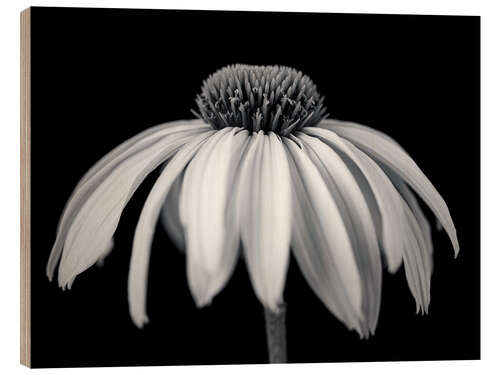 Hout print White coneflower