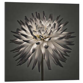 Tableau en verre acrylique Une fleur de dahlia moderne - Assaf Frank