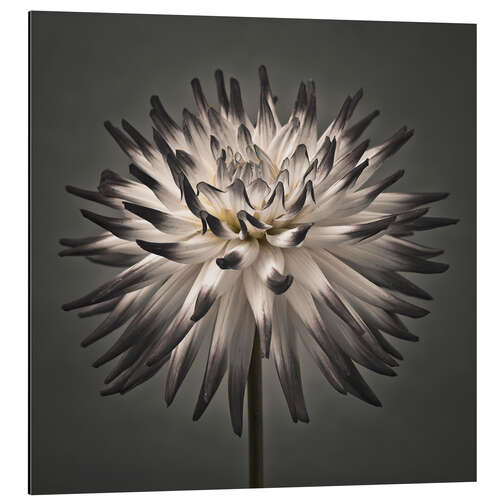 Aluminiumsbilde A modern dahlia flower