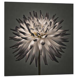 Aluminium print A modern dahlia flower