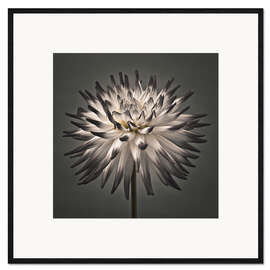 Impression artistique encadrée Une fleur de dahlia moderne