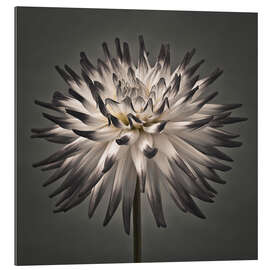 Gallery print A modern dahlia flower